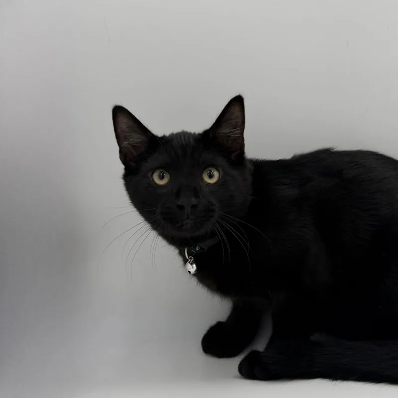 A baby medium-sized male Domestic Short Hair cat named Quesarito for adoption in State College, PA