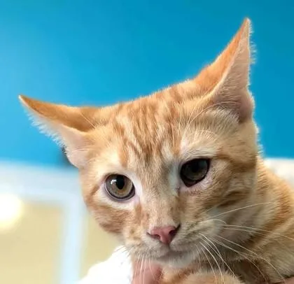 A baby small-sized male Domestic Short Hair cat named Zephyrus for adoption in La Harpe, KS