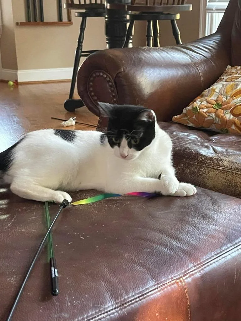 A young medium-sized female Domestic Short Hair cat named Allegro for adoption in Augusta, GA