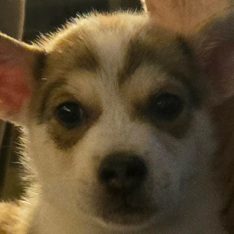 A baby medium-sized male White / Cream Husky dog named Frosty JB for adoption in Austin, TX