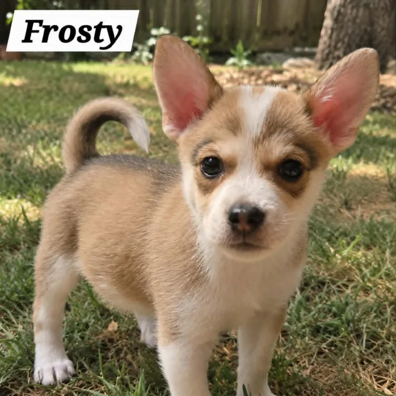 Frosty JB thumbnail 3