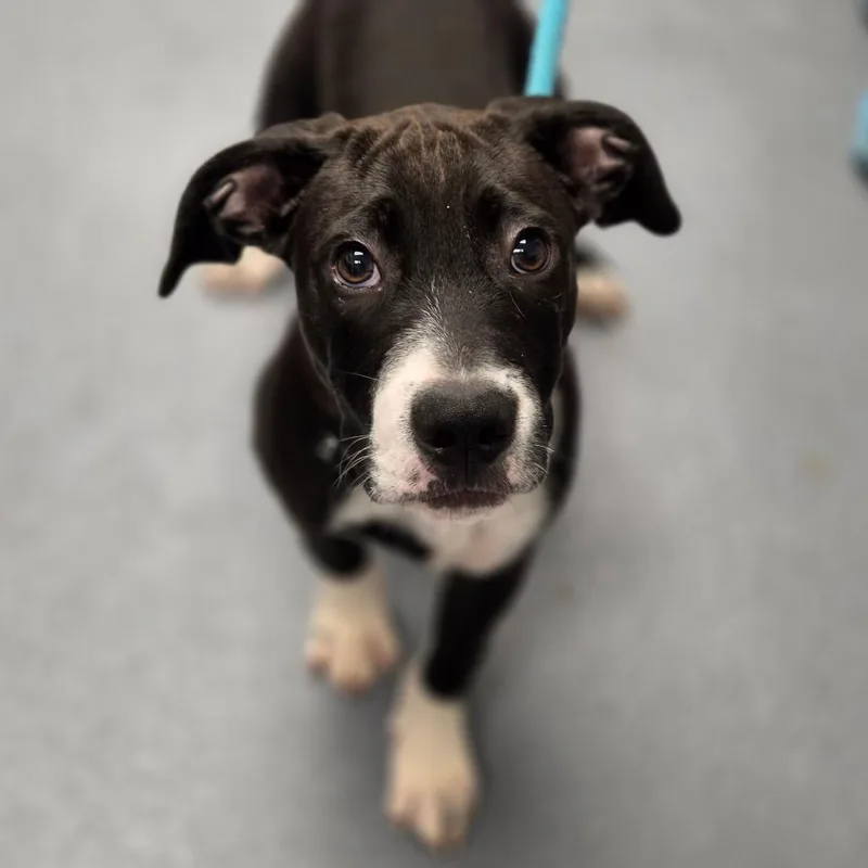 A baby medium-sized male Black Mixed Breed dog named Summit for adoption in Sarasota, FL