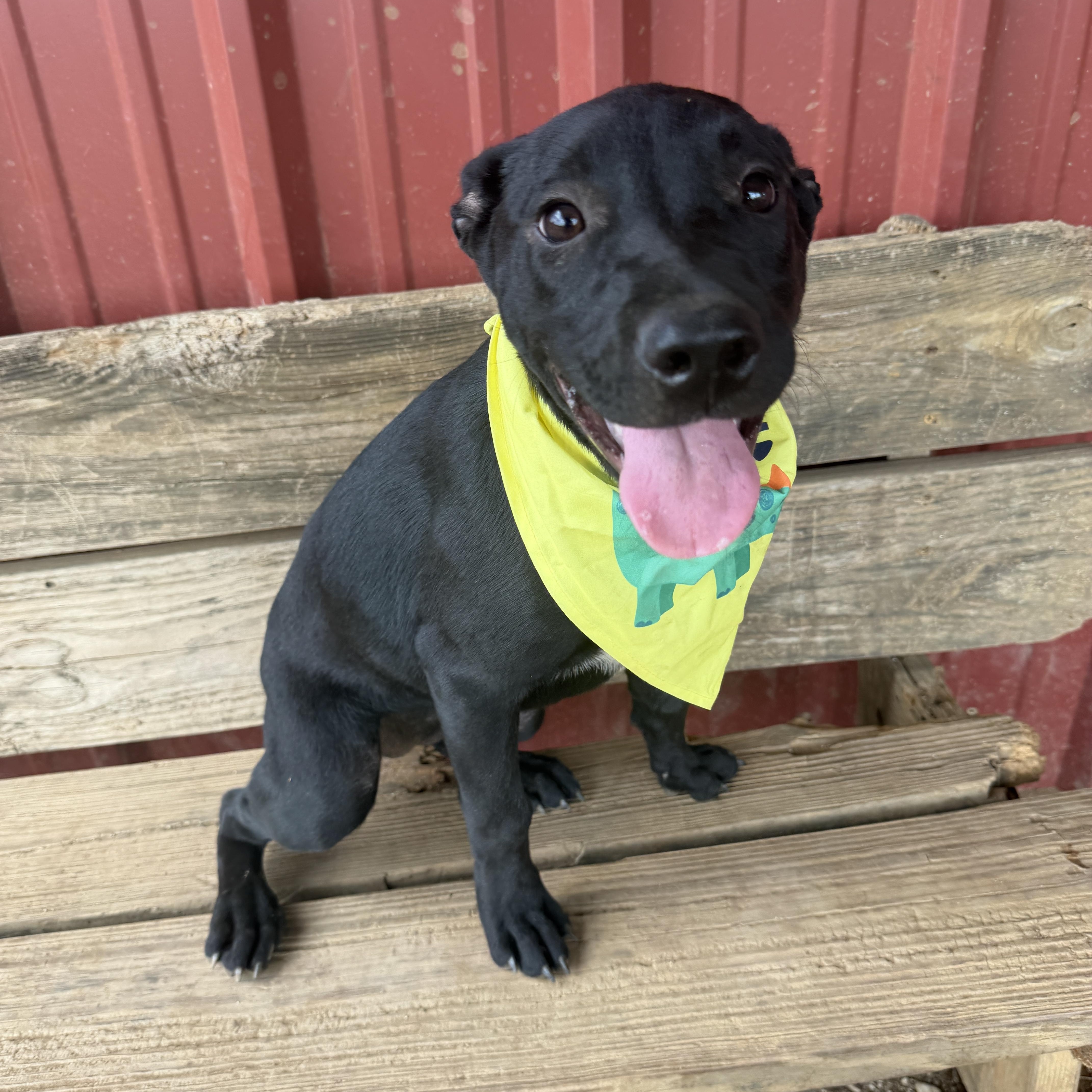 A young medium-sized female Black Labrador Retriever dog named Cricket for adoption in Seguin, TX