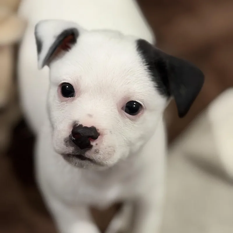 A baby small-sized male Rat Terrier dog named Fin for adoption in Bryan, TX