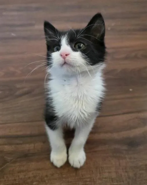 A baby small-sized male Domestic Short Hair cat named Hellebore for adoption in Chula Vista, CA