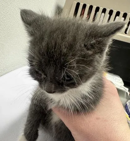 A baby small-sized female Domestic Short Hair cat named Ruby for adoption in West Chester, PA