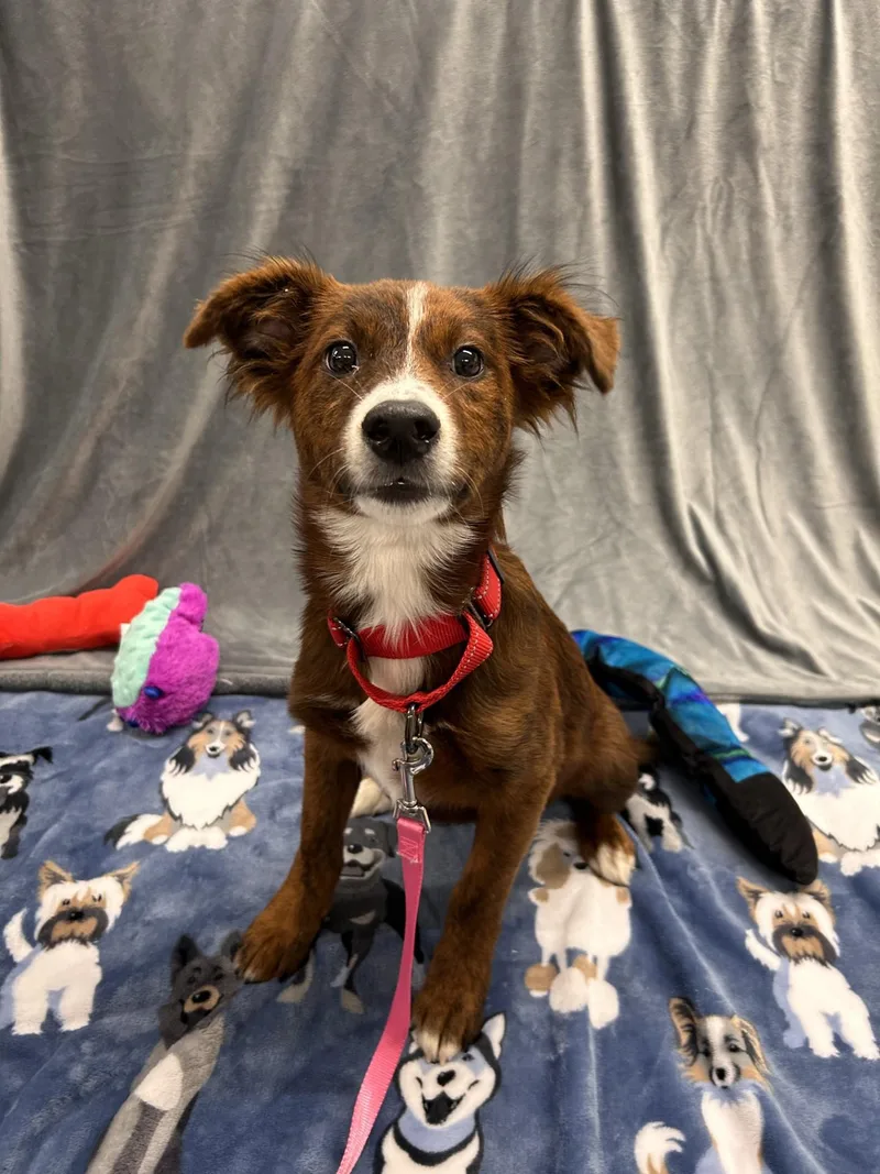 A baby small-sized female Bicolor Terrier dog named Zombie for adoption in Shepherdsville, KY
