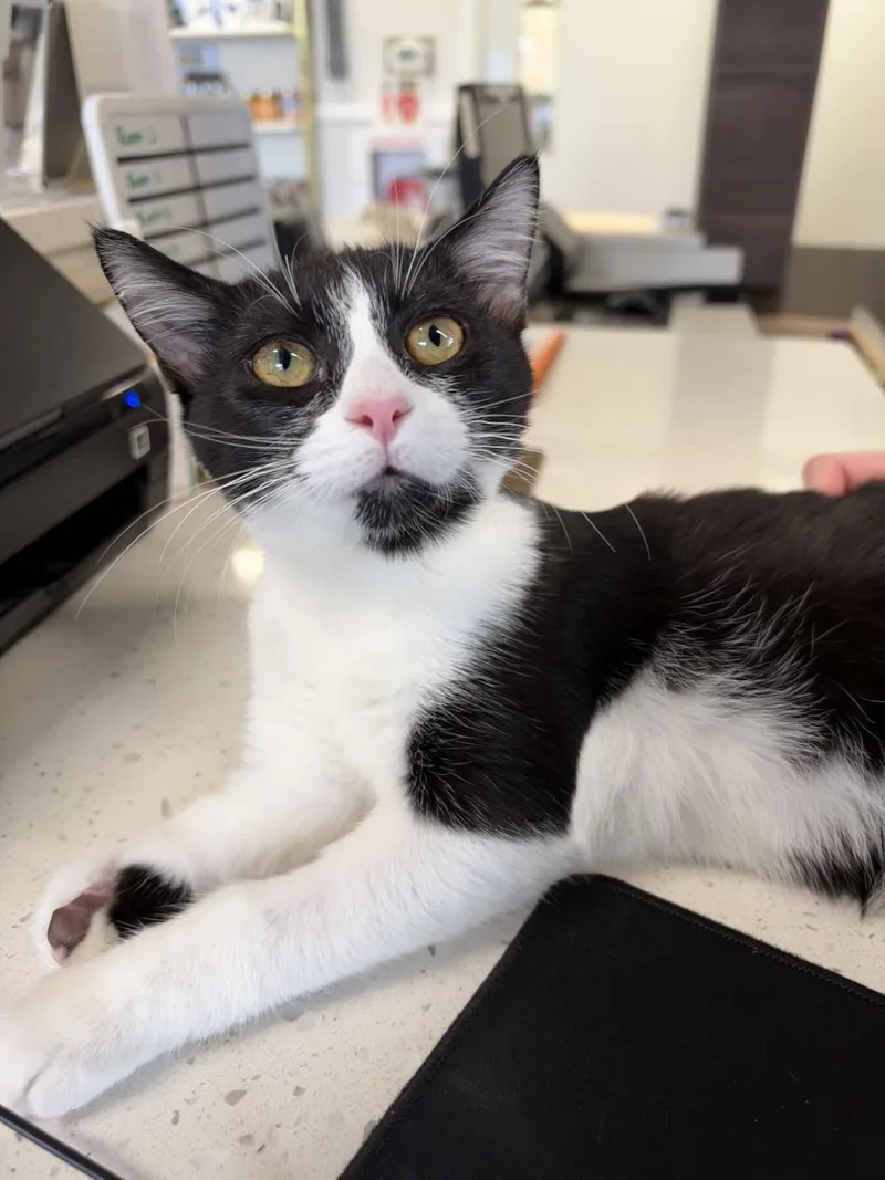 A young medium-sized male Domestic Medium Hair cat named Nublin for adoption in Tallahassee, FL
