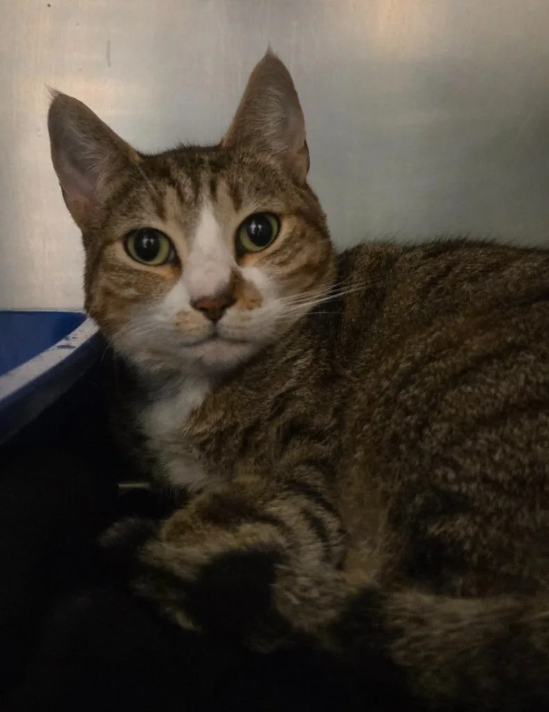 An adult small-sized female Domestic Short Hair cat named Majesty for adoption in Ocala, FL