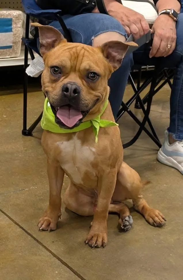 A young medium-sized male Mixed Breed dog named Bugsby for adoption in Florence, SC