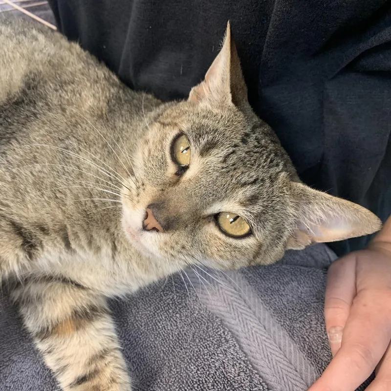 Pixie Dust thumbnail 2