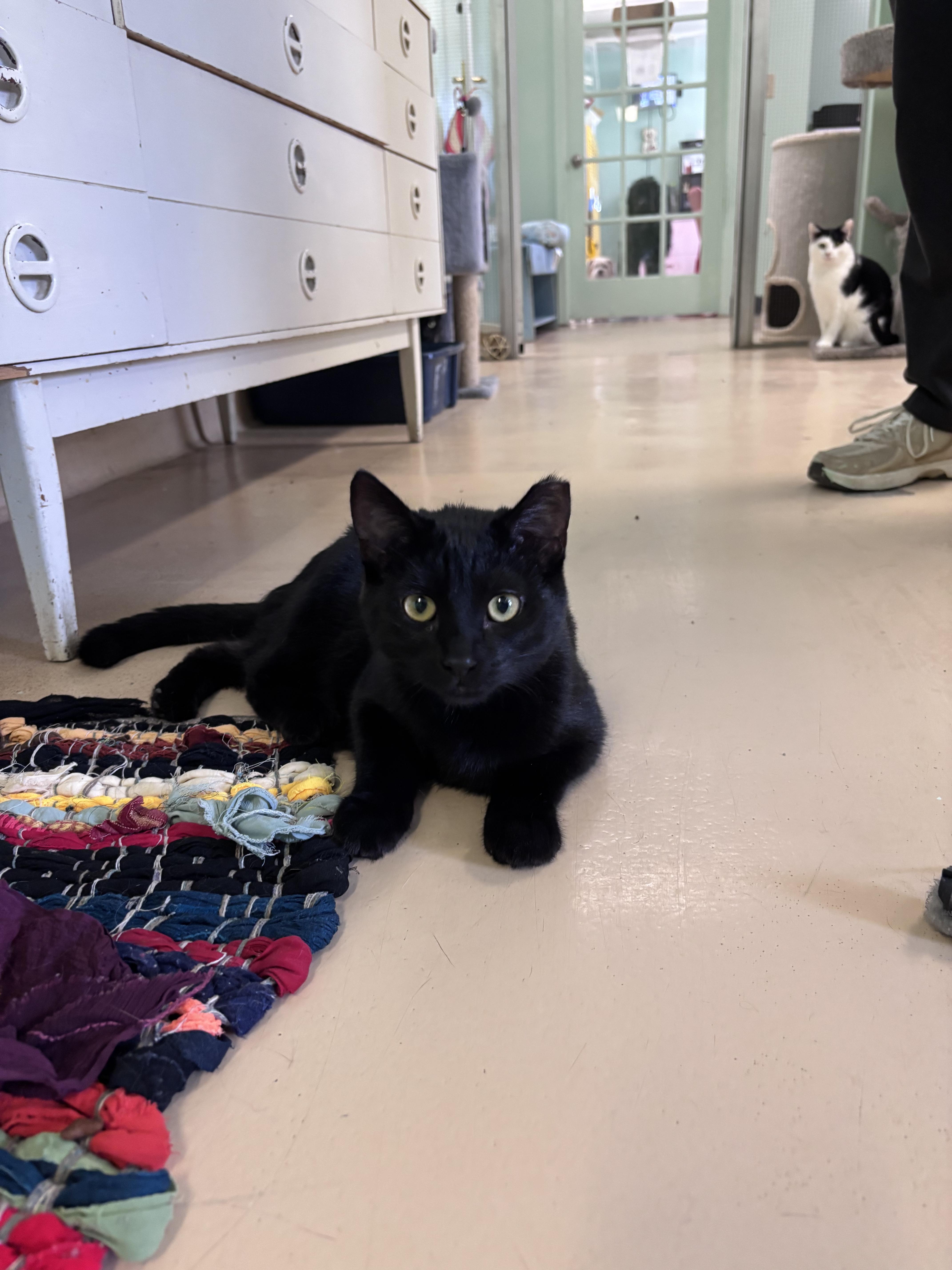 A young medium-sized male Domestic Short Hair cat named Ryder for adoption in Franklin, IN