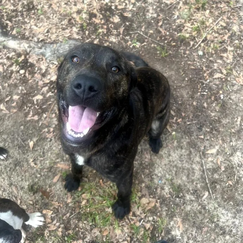 An adult large-sized male Brindle Mixed Breed dog named Luke for adoption in Columbus, GA