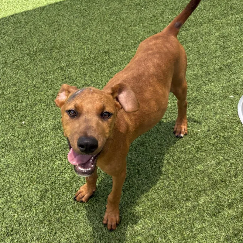 A baby medium-sized female Black Doberman Pinscher dog named Alexandria for adoption in LOXAHATCHEE, FL
