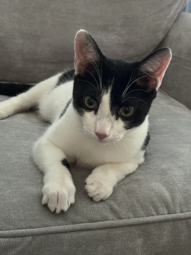 A young medium-sized male Black & White / Tuxedo Domestic Short Hair cat named Lunchables for adoption in Austin, TX