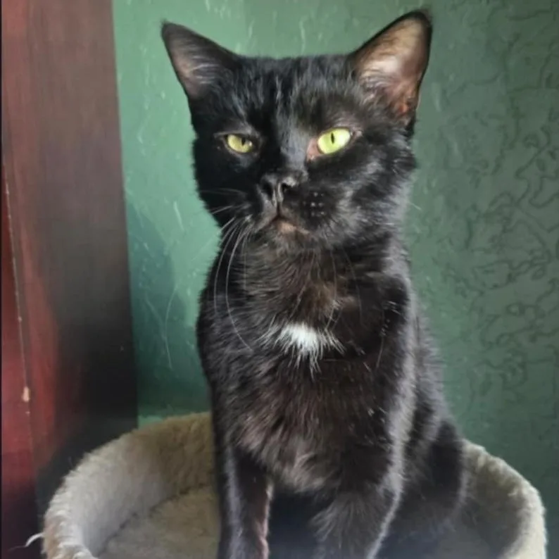 An adult medium-sized male Black Domestic Short Hair cat named Arnold for adoption in Warr Acres, OK