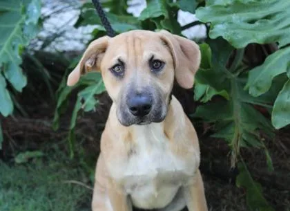 An adult medium-sized male German Shepherd Dog dog named Cherry Bomb for adoption in Brunswick, GA