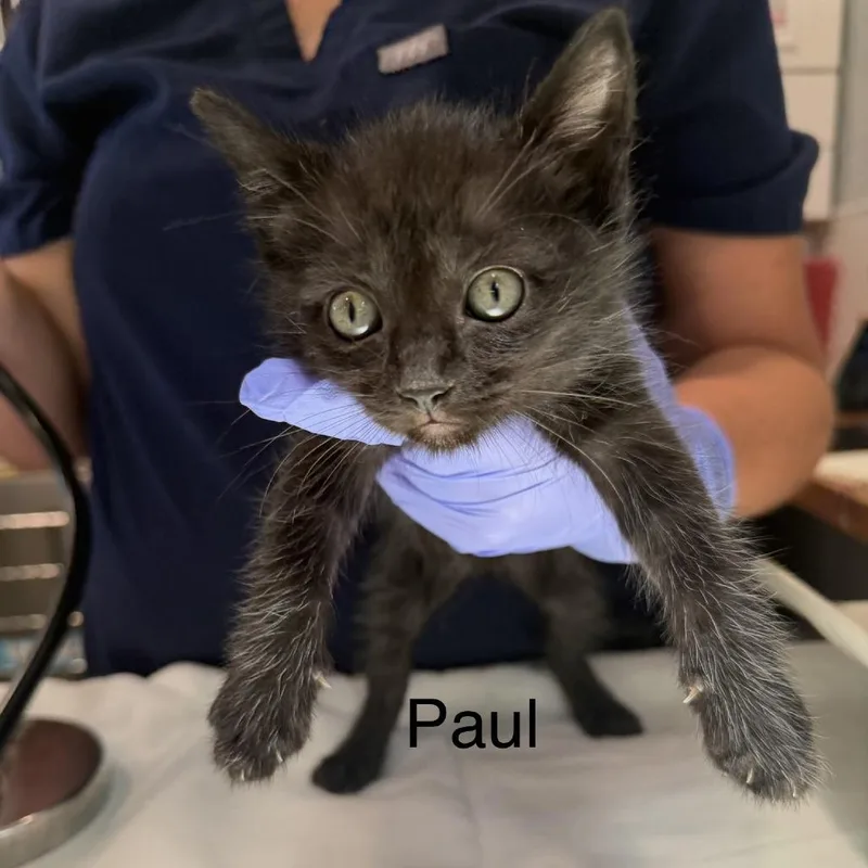 A baby small-sized male Domestic Short Hair cat named Paul for adoption in Scituate, MA