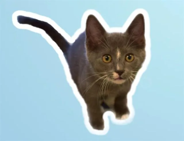 A baby small-sized female Domestic Short Hair cat named Luna for adoption in Sarasota, FL