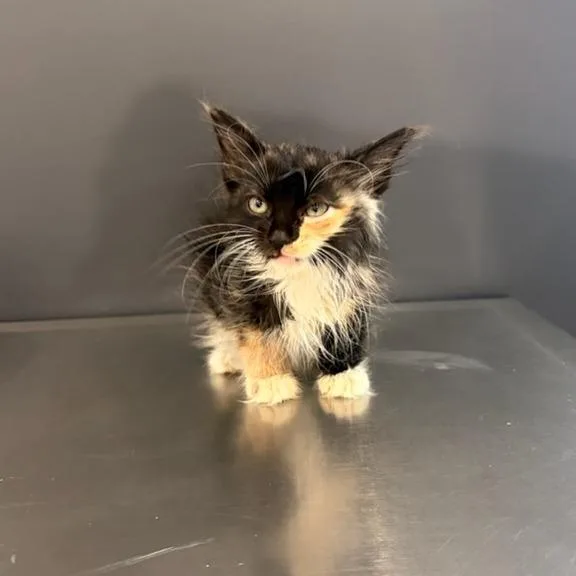 A baby small-sized female Domestic Long Hair cat named Malita Snooffles for adoption in Livingston, TX