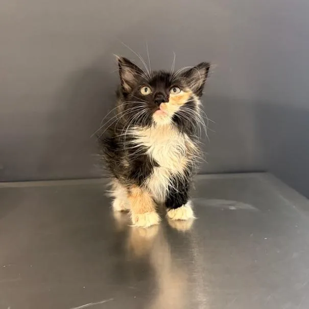 Malita Snooffles thumbnail 2
