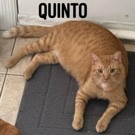 A young small-sized male Orange / Red Domestic Short Hair cat named Quinto C for adoption in Princeton, MN
