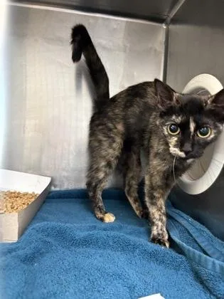 A baby small-sized female Black Domestic Short Hair cat named Crumb for adoption in El Paso, TX