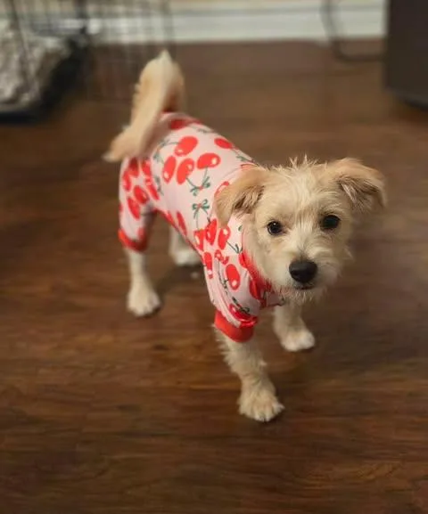 A baby small-sized female White / Cream Terrier dog named Daisy for adoption in San Antonio, TX