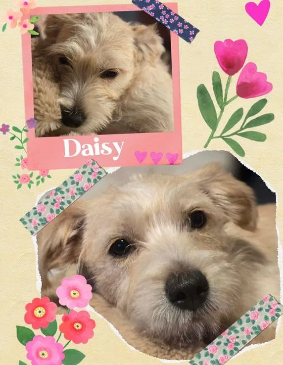 Daisy thumbnail 2