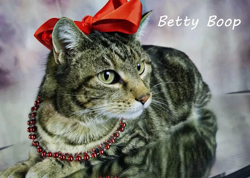 An adult medium-sized female Tabby (Brown / Chocolate) Tabby cat named Betty Boop for adoption in York, NE