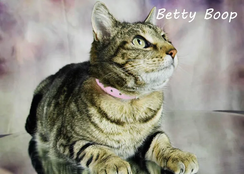 Betty Boop thumbnail 2