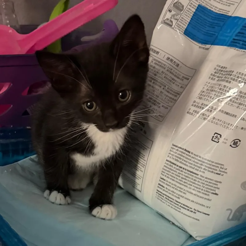 A baby small-sized male Domestic Short Hair cat named Lago for adoption in Tustin, CA