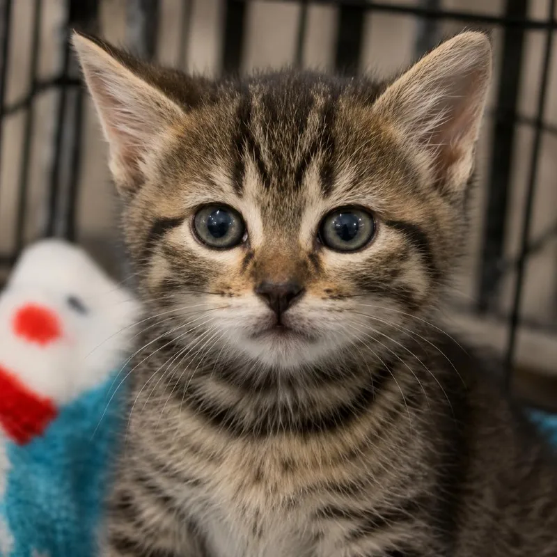 A baby small-sized female Brown / Chocolate Domestic Short Hair cat named Wren for adoption in Huntsville, AL
