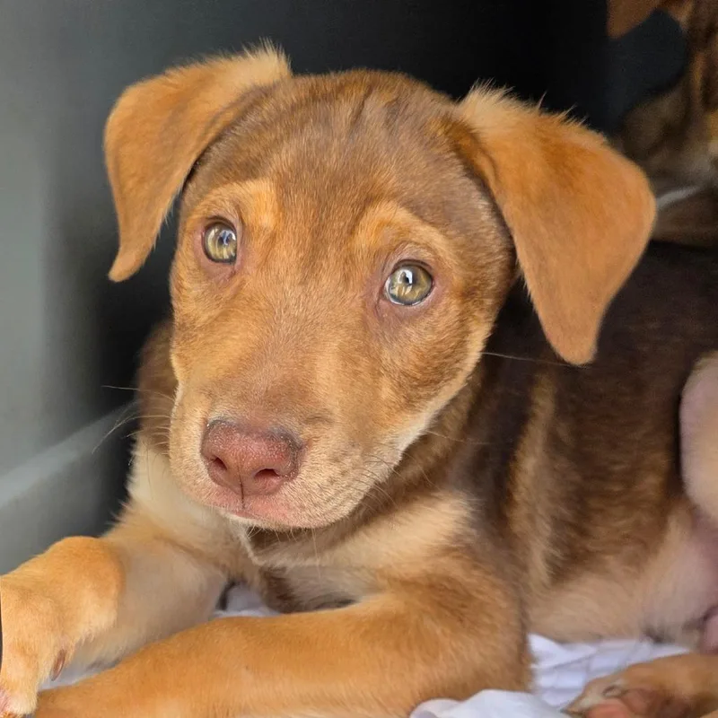A baby medium-sized male Brown / Chocolate Labrador Retriever dog named Harley for adoption in Goltry, OK