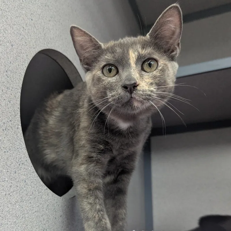 A baby medium-sized female Tortoiseshell Domestic Short Hair cat named Ramona for adoption in Evansville, IN