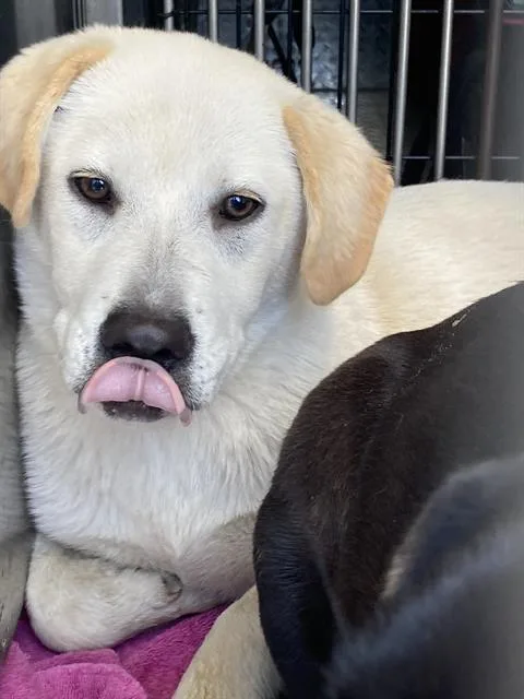 A baby large-sized female Mixed Breed dog named Lala for adoption in Dallas, TX