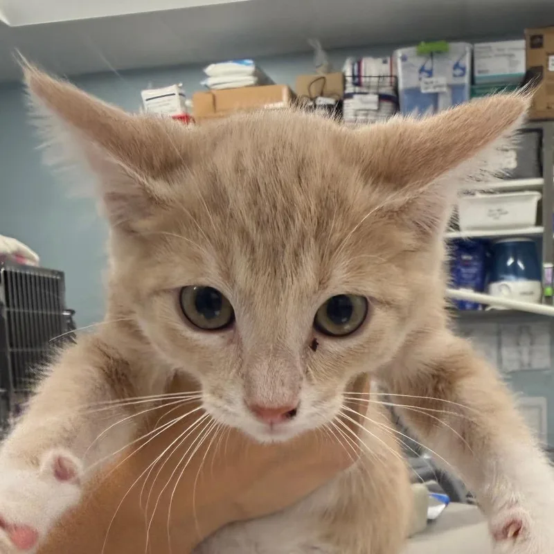A baby small-sized male Orange / Red Domestic Short Hair cat named Toffee for adoption in Wheeling, IL