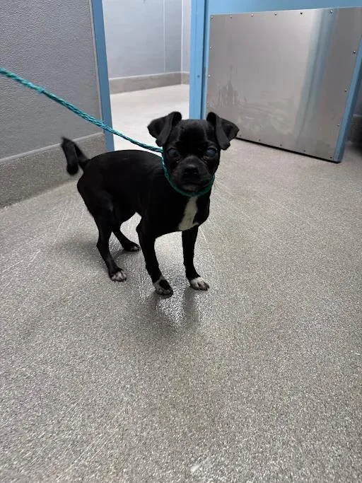 A young small-sized female Pug dog named Sina for adoption in Las Vegas, NV