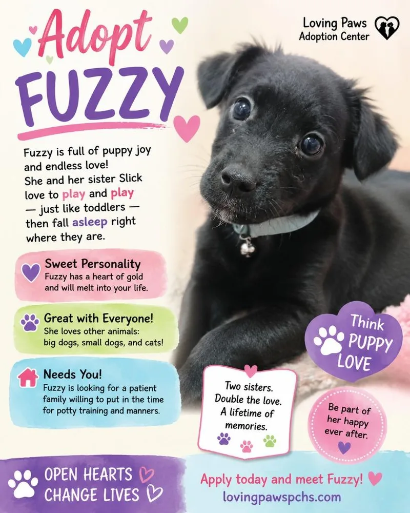 A baby small-sized female Mixed Breed dog named Fluffy for adoption in Crocker, MO