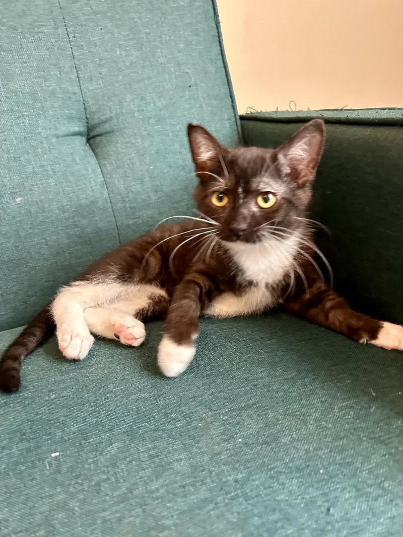 A baby medium-sized male Black & White / Tuxedo Domestic Short Hair cat named Frank Sinatra for adoption in Greensburg, PA
