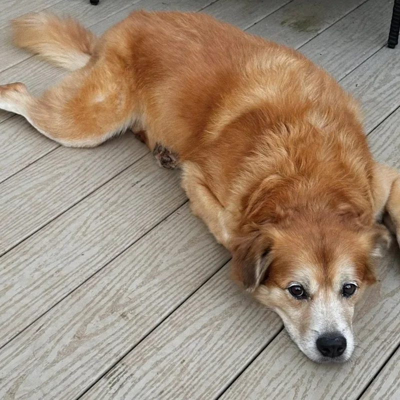 An adult medium-sized male Golden Retriever dog named Bebo for adoption in Baldwin, MD