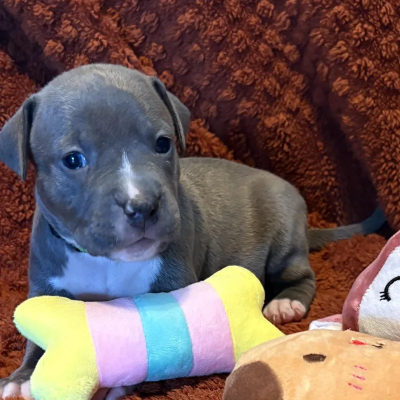 A baby medium-sized female Pit Bull Terrier dog named Clove for adoption in Carmel, NY
