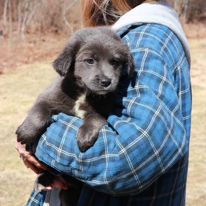 Ct Corn Chowder Avail