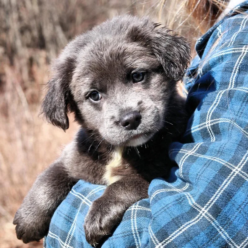 Ct Corn Chowder Avail thumbnail 2