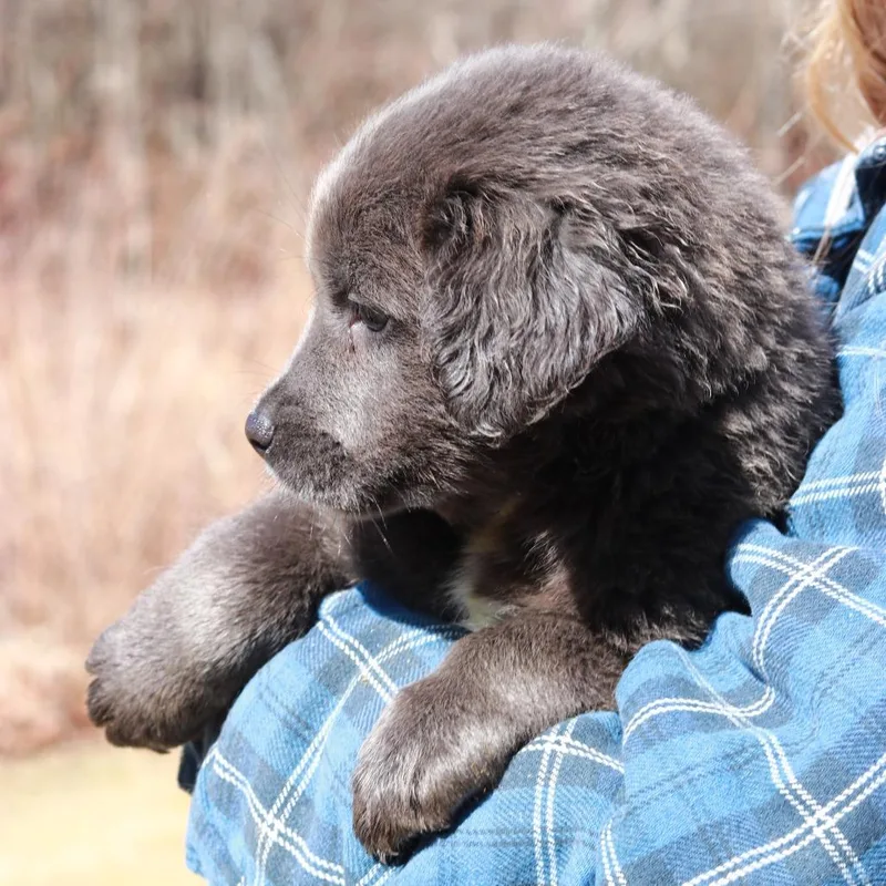 Ct Corn Chowder Avail thumbnail 3