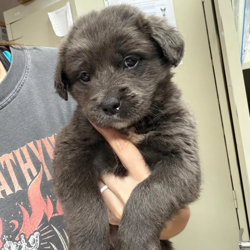 Ct Corn Chowder Avail thumbnail 4