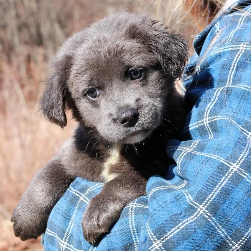 Ct Corn Chowder Avail thumbnail 5