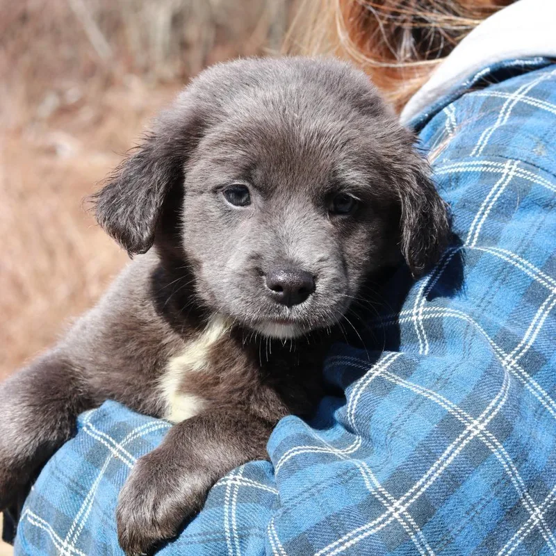 Ct Corn Chowder Avail thumbnail 6