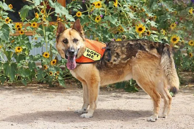 An adult medium-sized male German Shepherd Dog dog named Midas for adoption in Albuquerque, NM