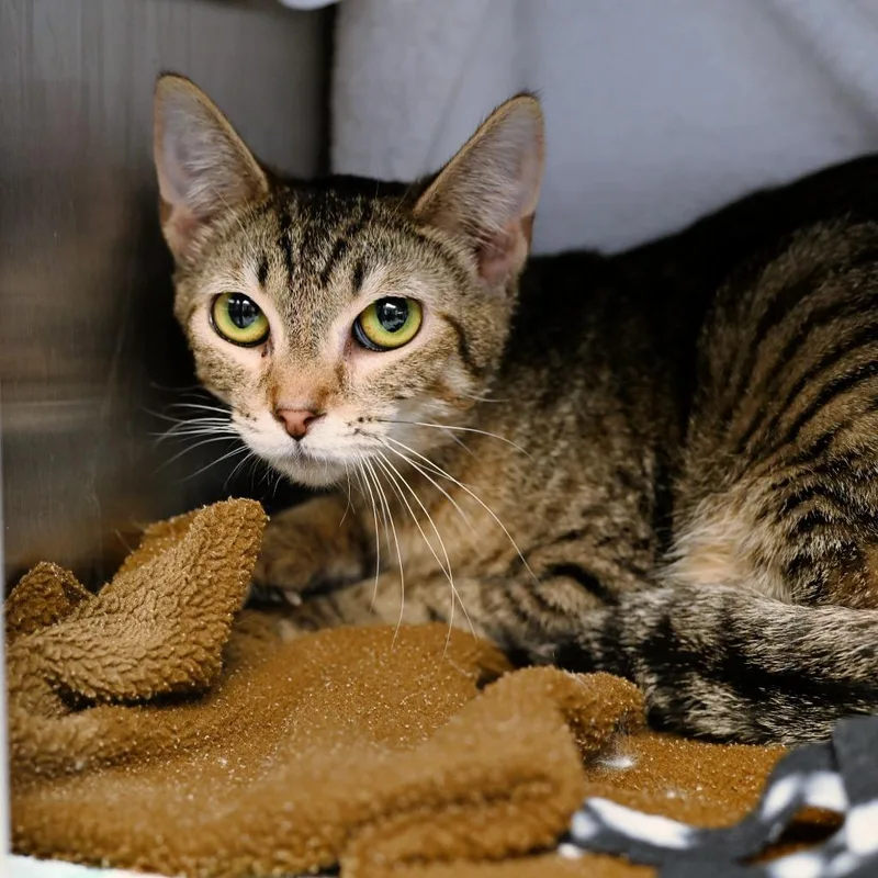 A baby medium-sized female Domestic Short Hair cat named Gracias for adoption in Shoreline, WA